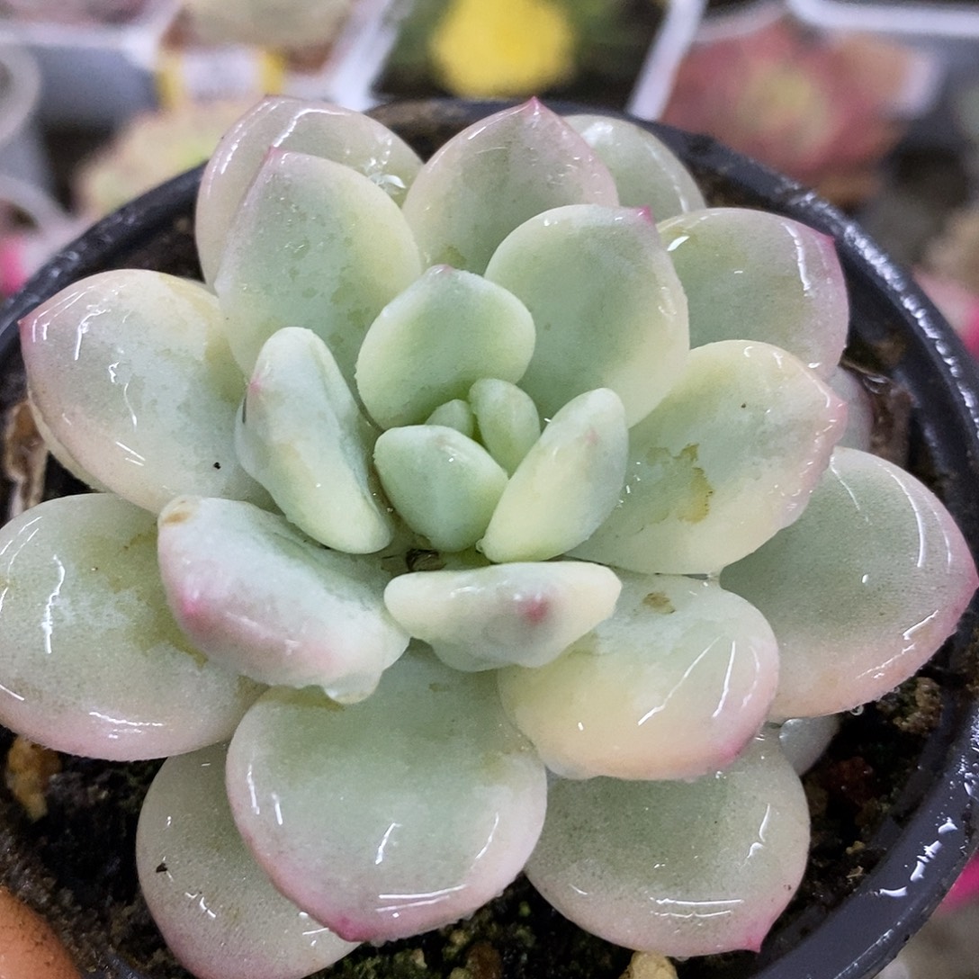 244新香水哈哈哈哈哈哈