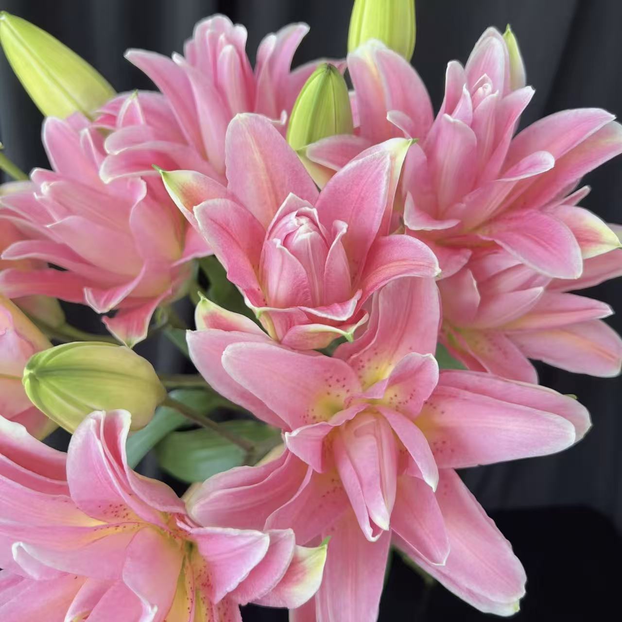 《红蜜糖糖歪歪》1颗百合种球阳台庭院盆栽花苗百合花种球