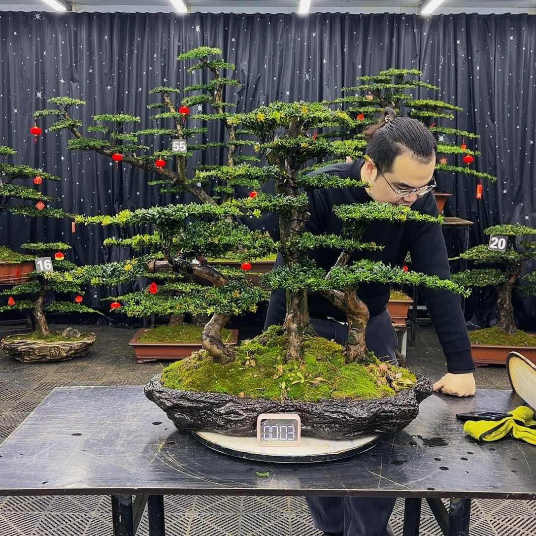 松树柏树造型盆景