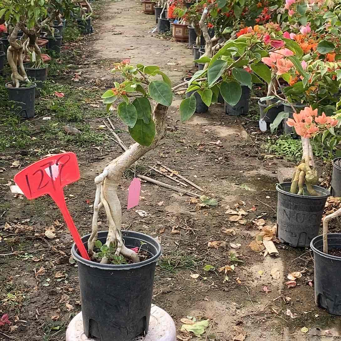 大部分开放少量花苞甜西瓜1279