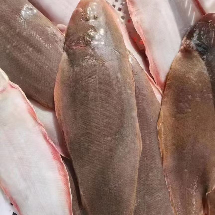 细鳞龙利鱼鳎目鱼新鲜肉质鲜嫩速冻真空包装发货收到货冷冻保存