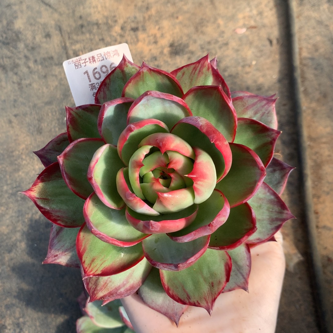 冉***冉1696号多肉植物惊鸿14