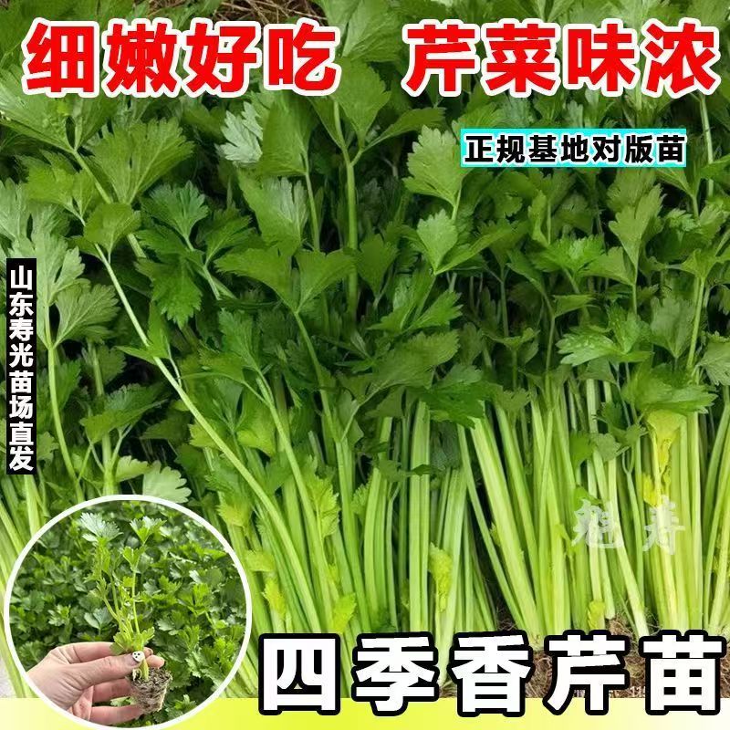 四季高产芹菜苗适合春秋盆栽可阳台种植蔬菜秧苗