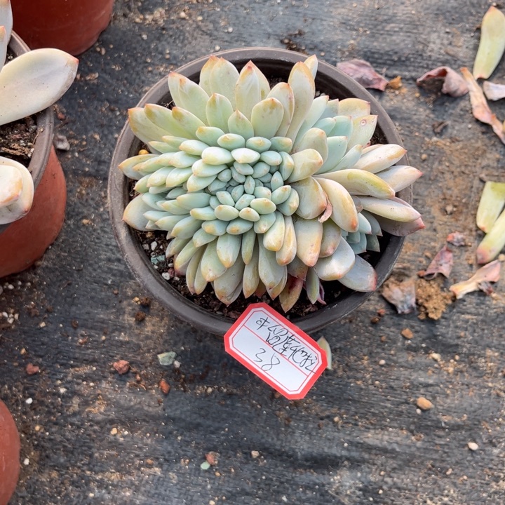 榴***克星影多肉缀化12厘米盆