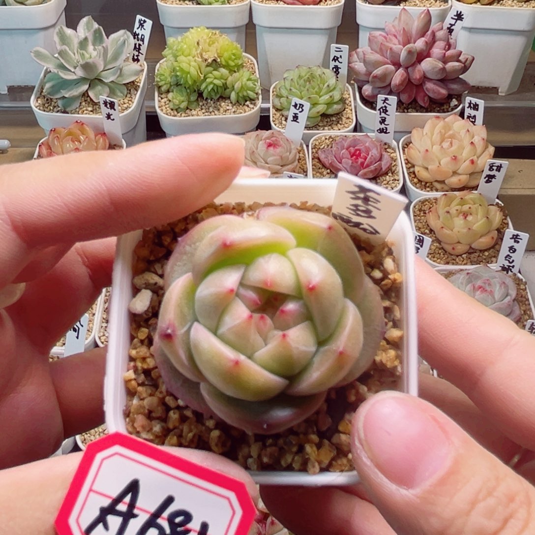 A681 一物一拍 茶多酚