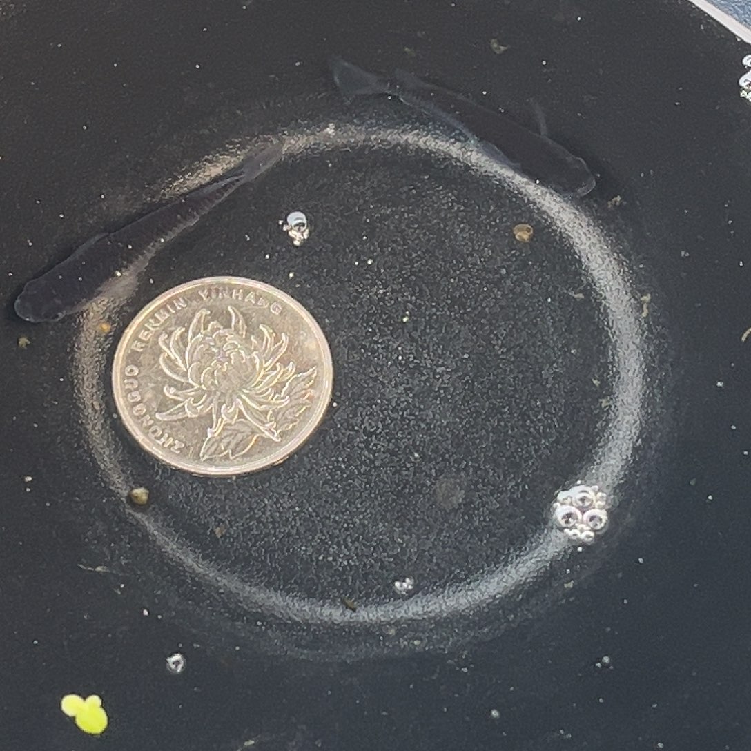 青鳉鱼曜变天目2条55号