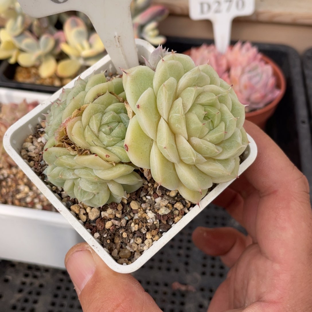 0535麦秆不带盆8厘米