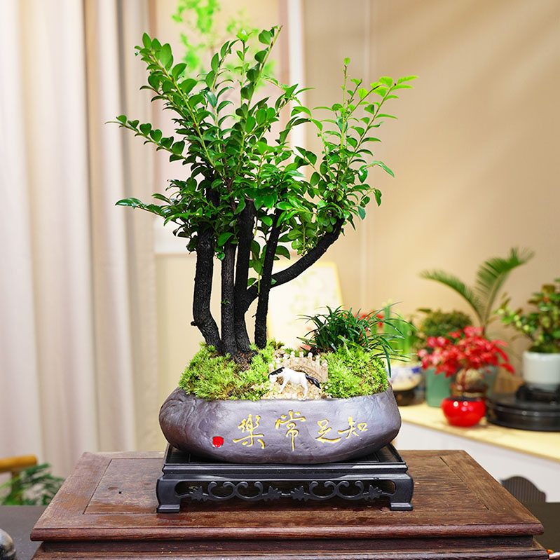 老桩小叶紫檀盆栽室内禅意桌面好养盆景黑骨茶四季常青花卉绿植物