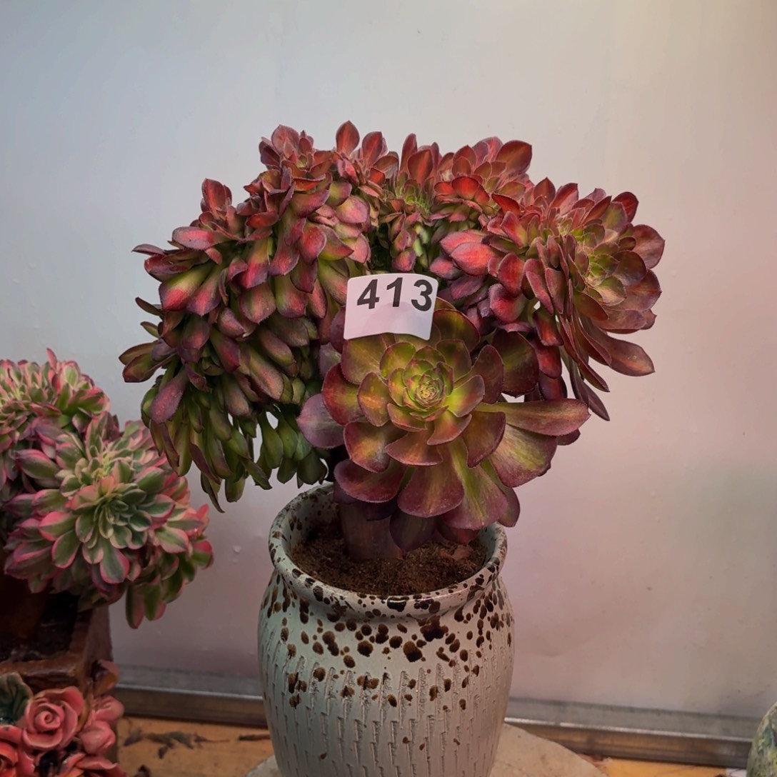 多肉法师倾城中班缀413