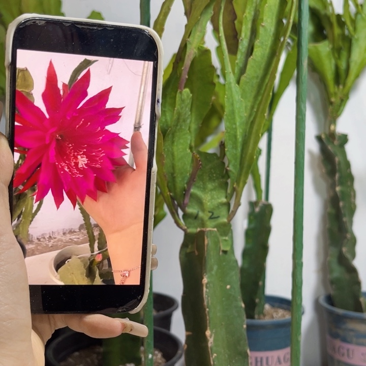 当前无花栽培后可以开花942