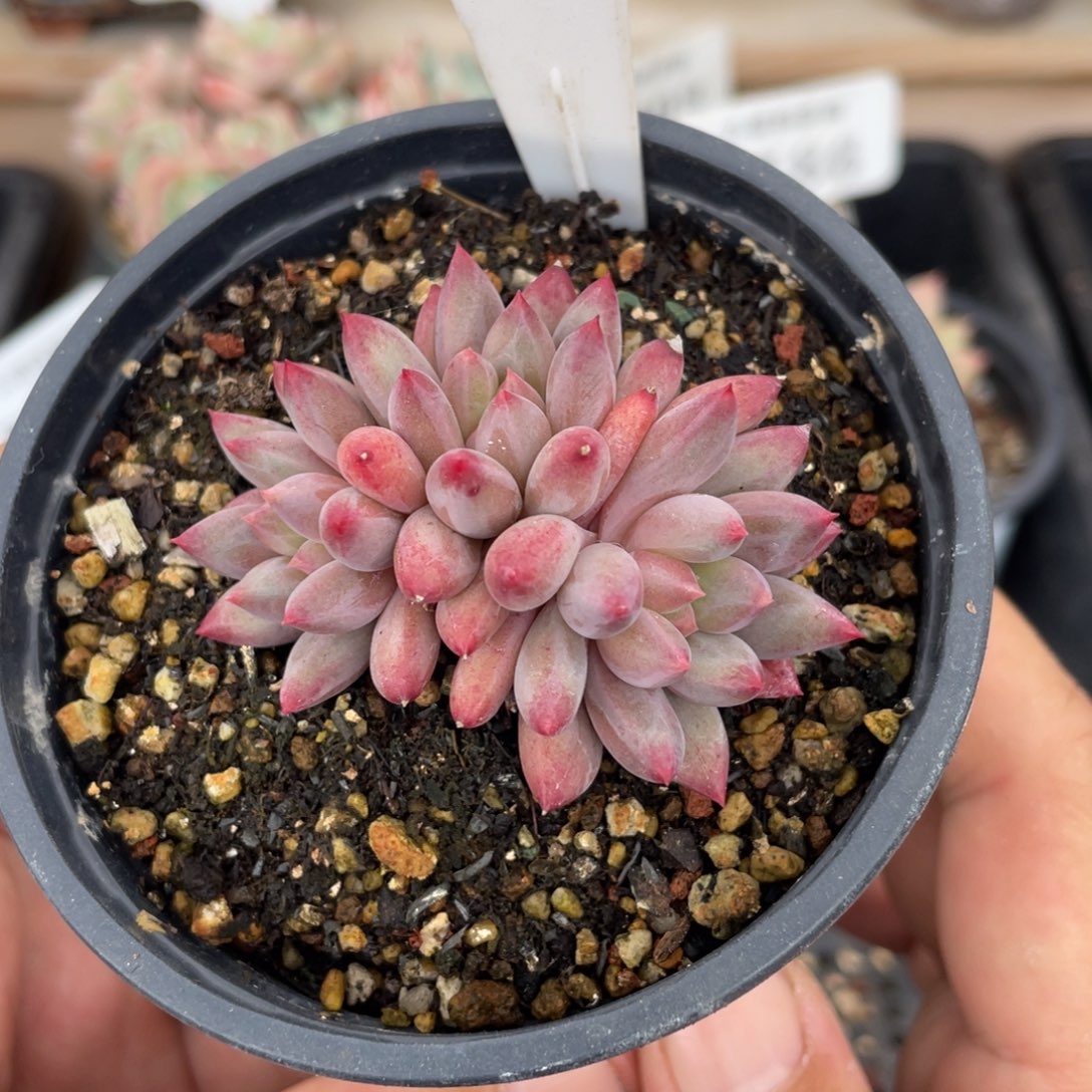 549车厘子不带盆5厘米