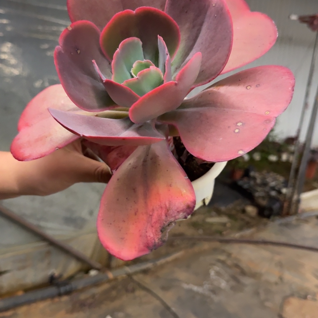 天空之城大单头老桩