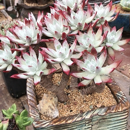 韩货刘丹仙女棒杯