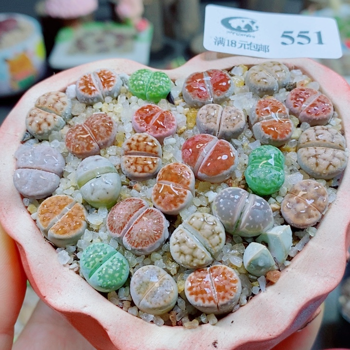 生石花花花花花花551