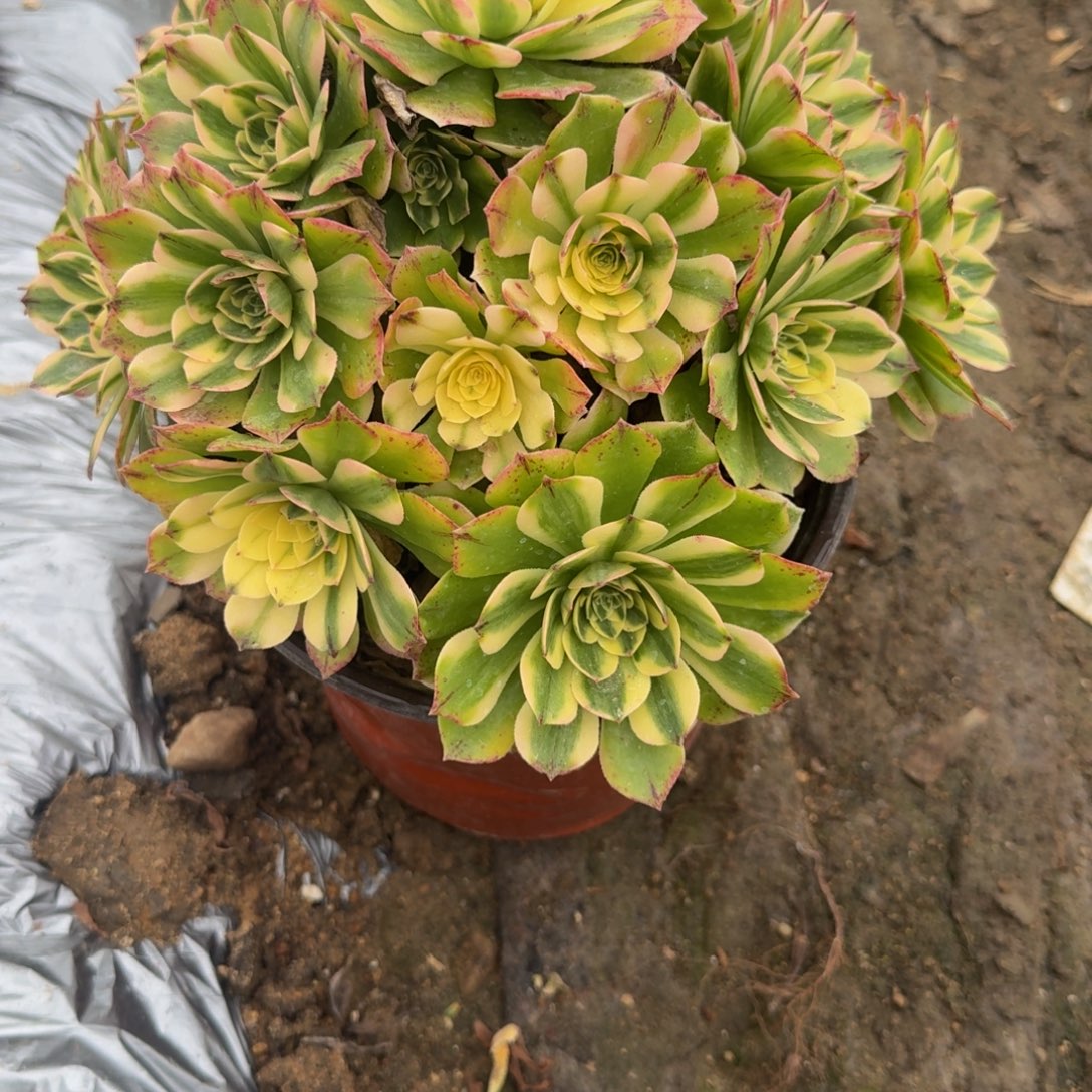 186伊丽莎白。 多肉植物