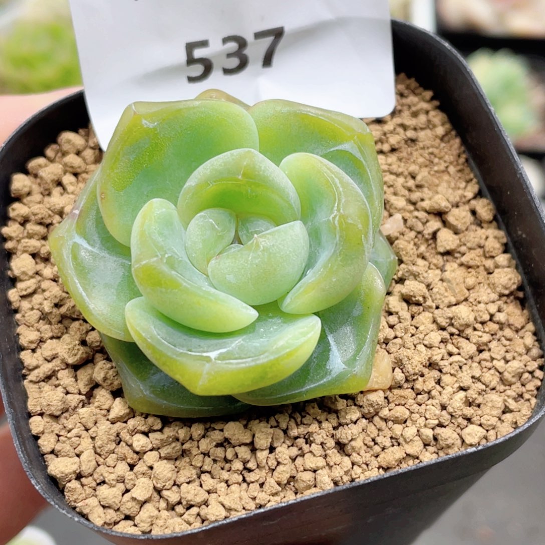 537号糖心冰心珍妮