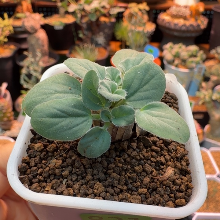 文纳森洋葵821 仙人球