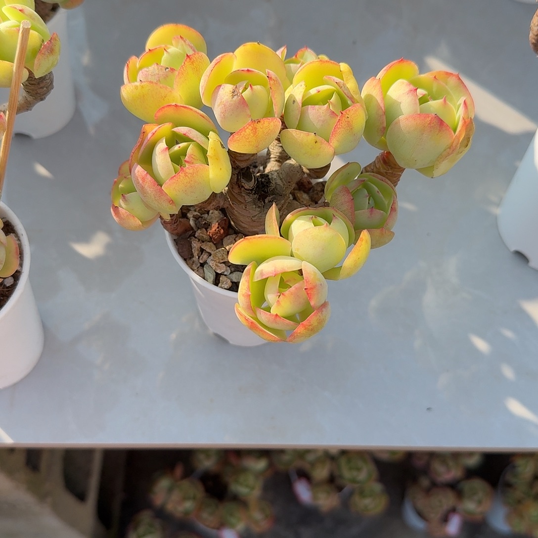 宝***笑鸡蛋碧桃多肉植物一颗