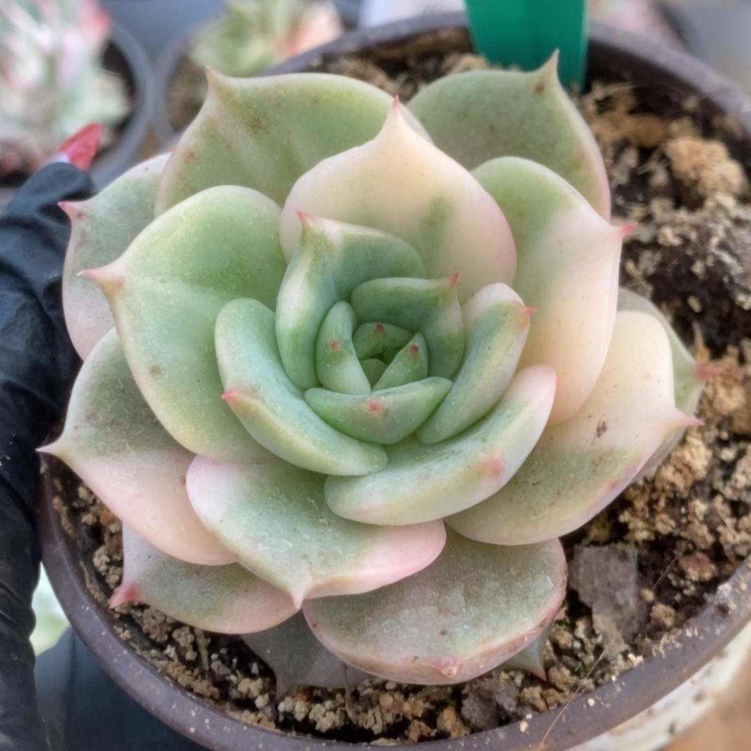 474贝加尔湖锦锦锦锦锦