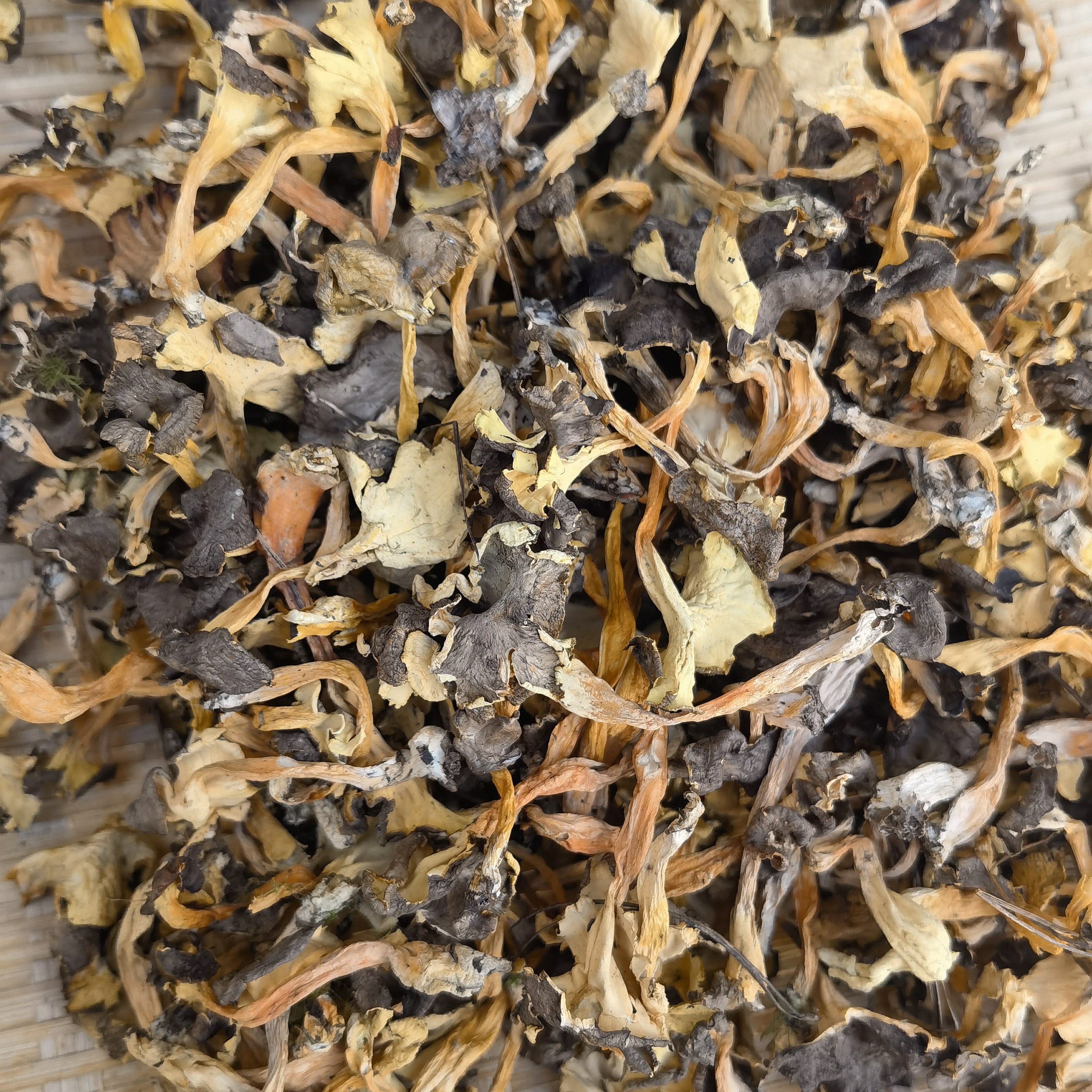 云南土特产山货～桂花菌～阿红臻选