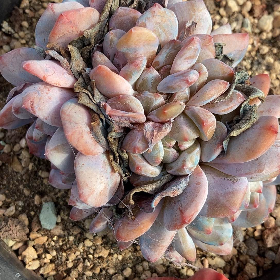 60 号一物一拍不退不换