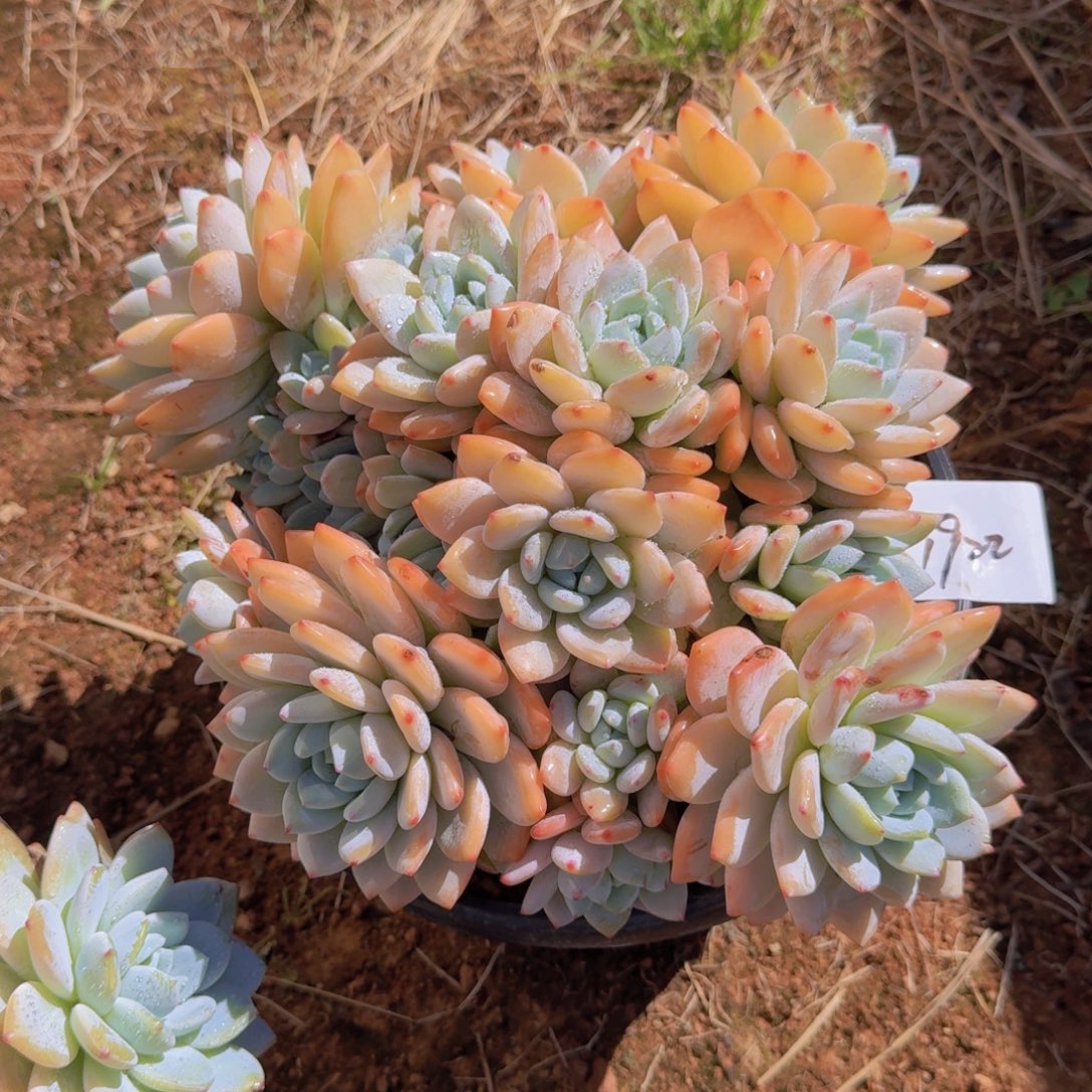 甜***儿1922冷香多肉植物