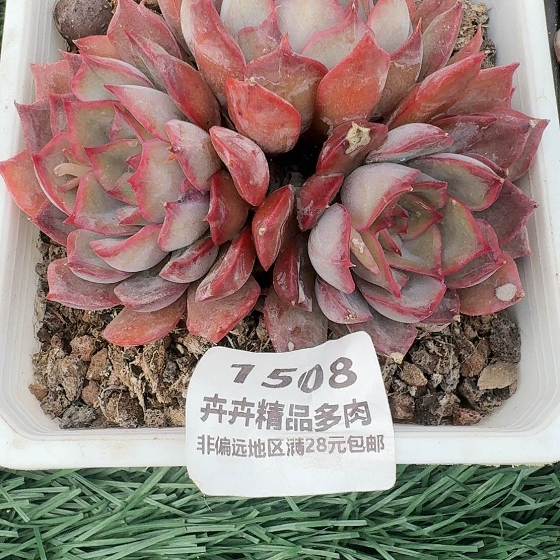7508 卉卉精品多肉 非偏远地区满28元包邮