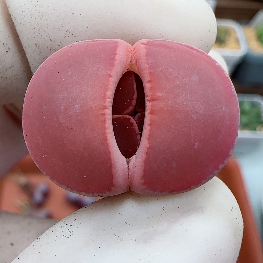 856福利福利福利