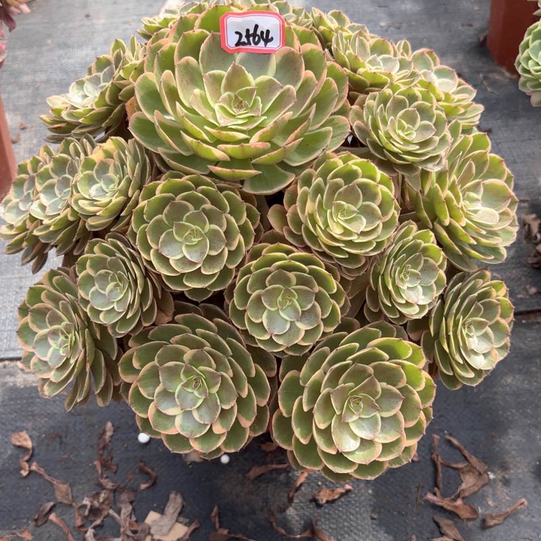 无花朵O****U2564粉花妖多肉植物