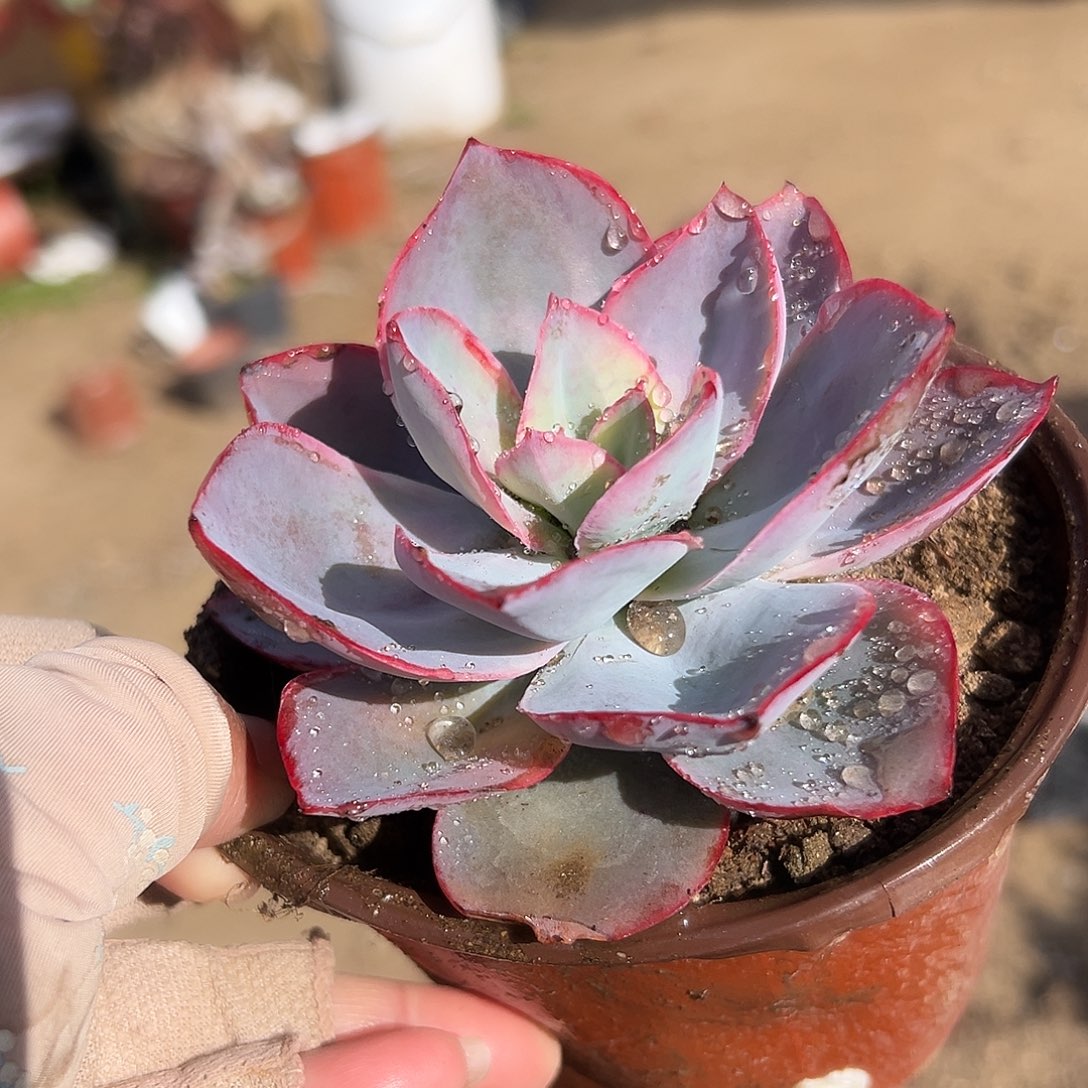 多肉植物肯尼迪单头