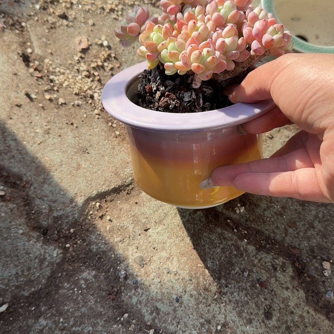 果冻罗琦的花盆紫色