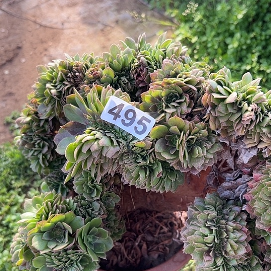 巨***博多肉植物一个万追