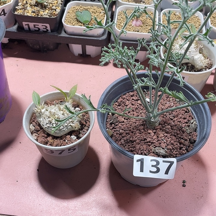 楓***紅975惠比须笑➕沉香鹿茸