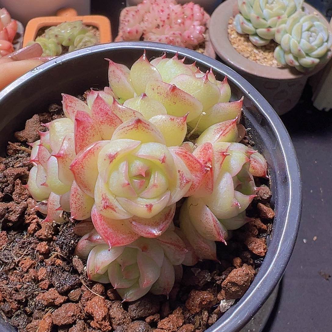 格*新品，多肉植物