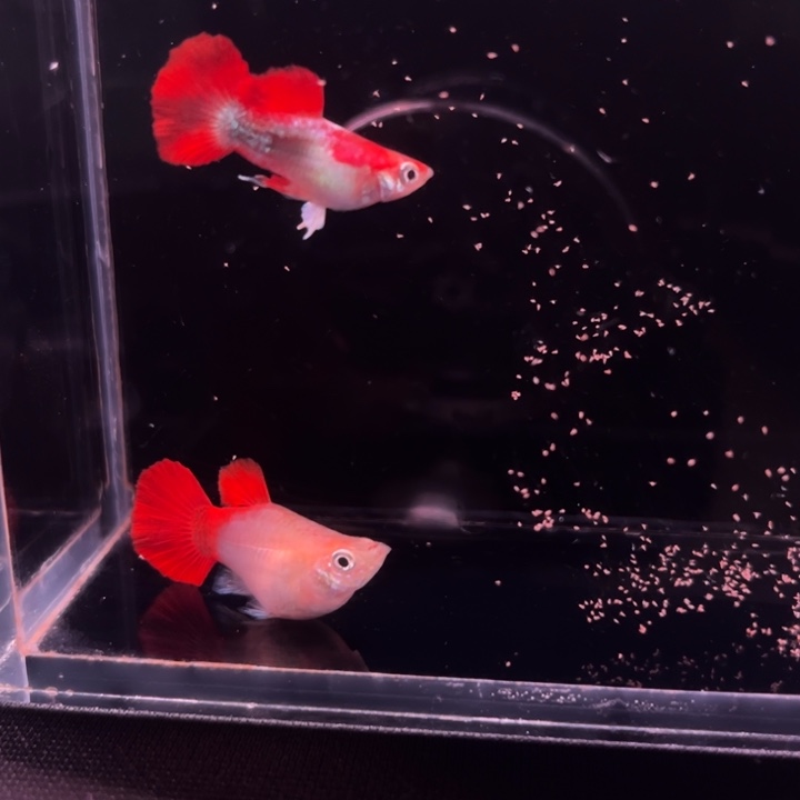 孔雀鱼黄暴球种鱼1对