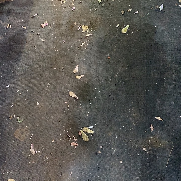 L***c多肉植物寄养多肉