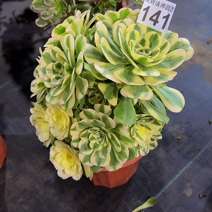 红陶辛尼亚141000