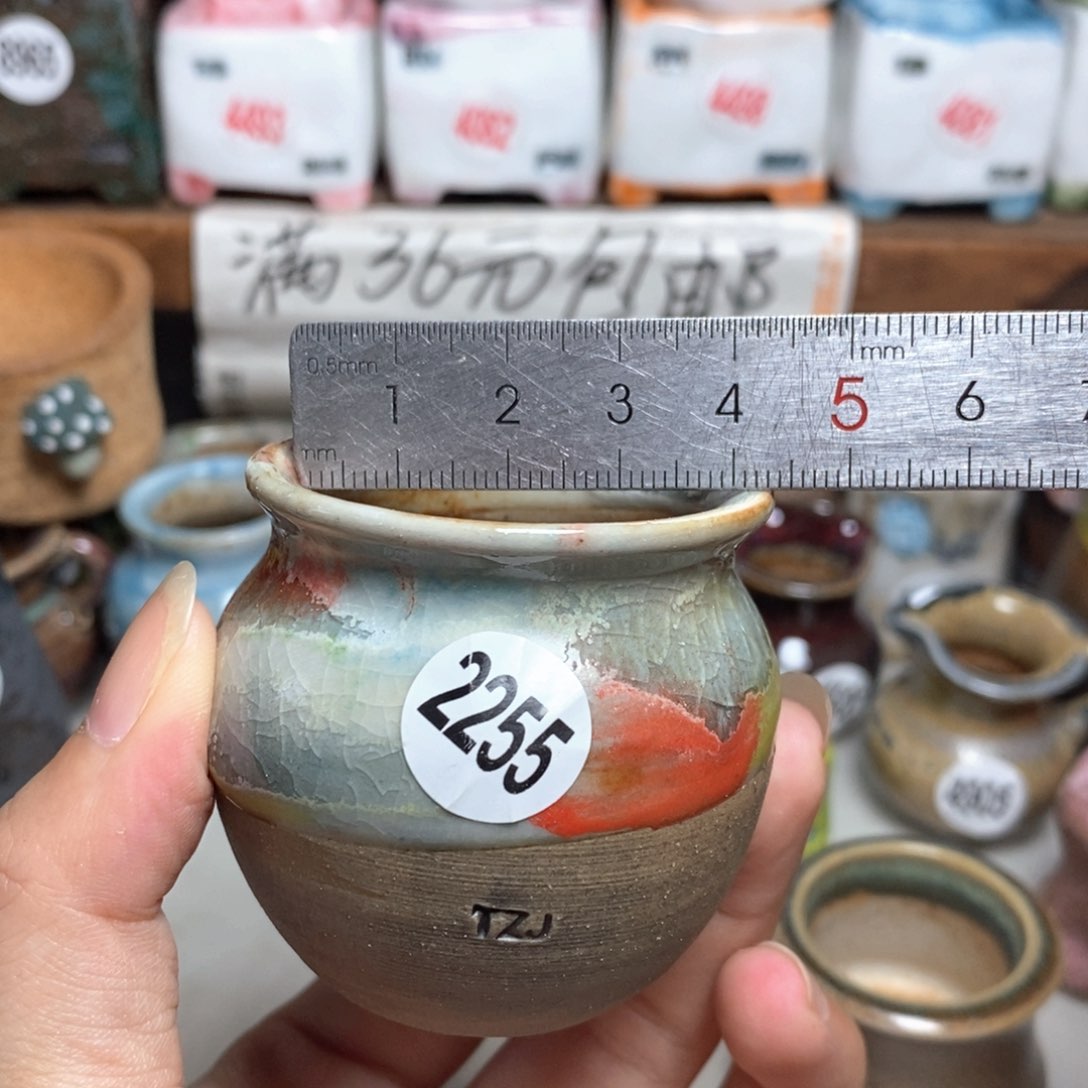 拍5送一个9.9的盆