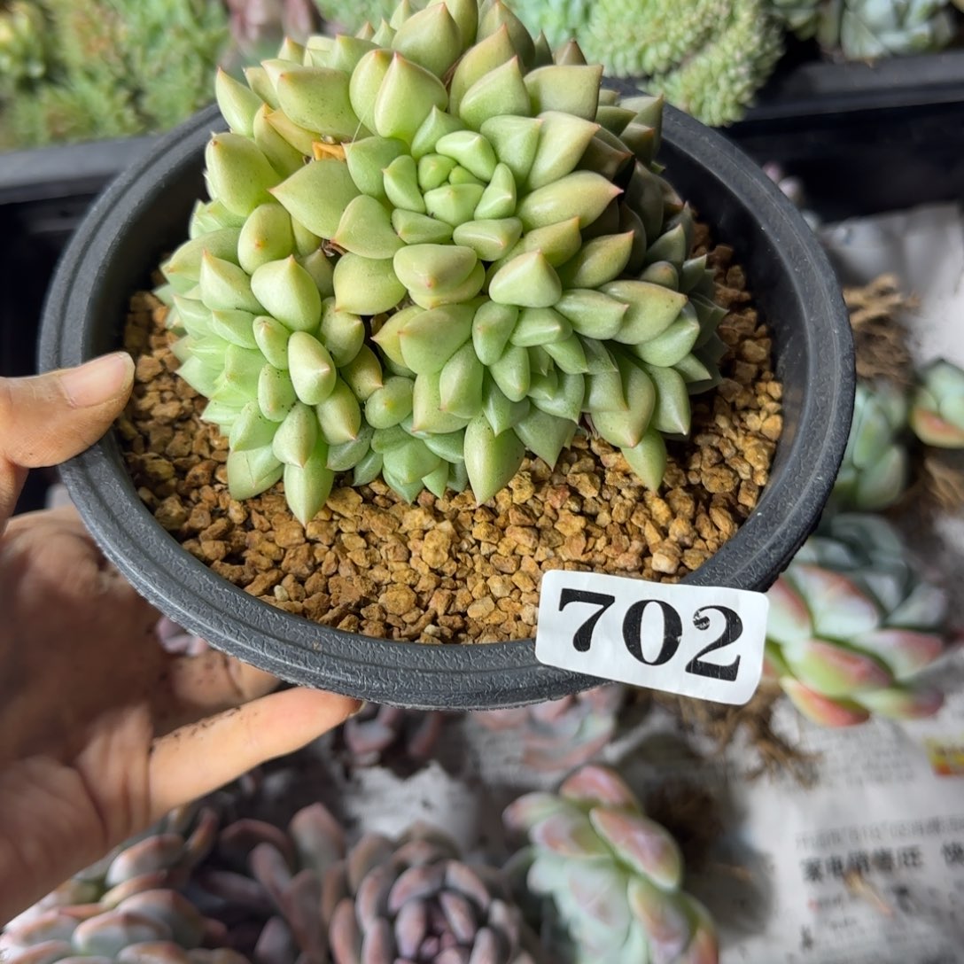 黄金象牙一物一拍702