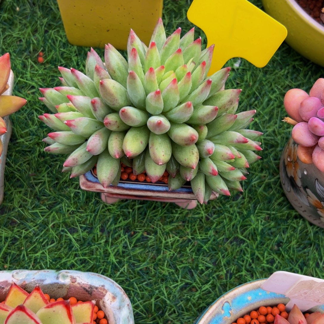 °***༒三头二代虞美人多肉