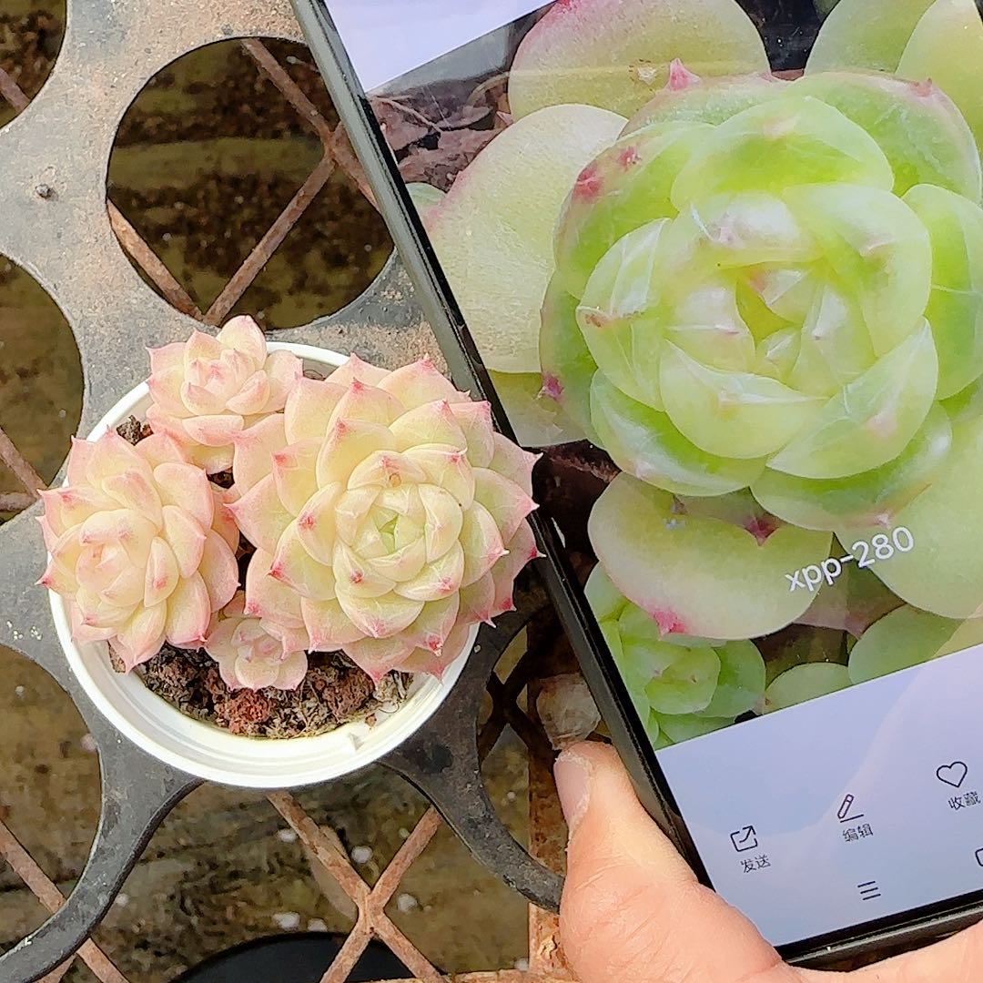 1219-70（xpp-280）优选