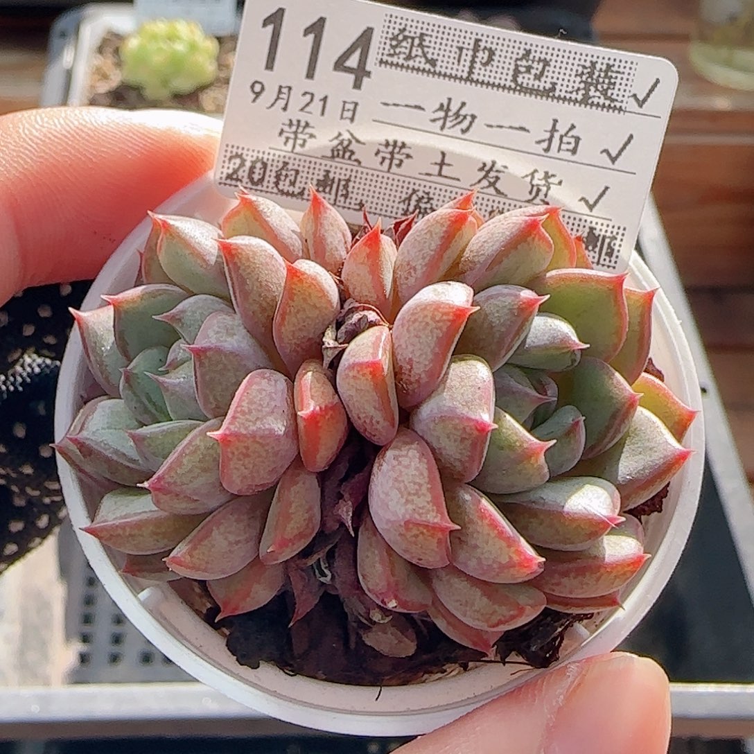 多肉0921--114粉和锦