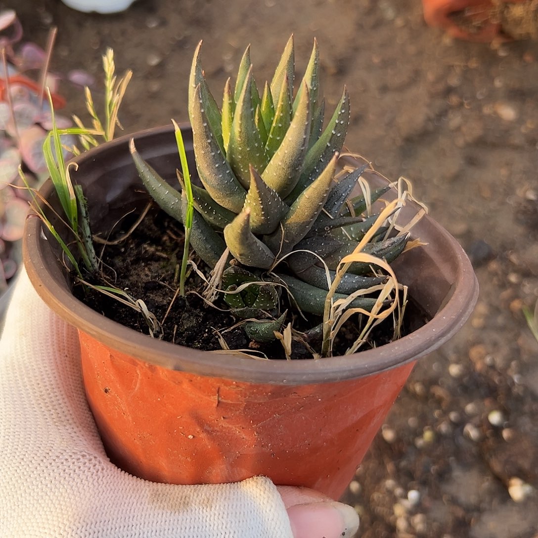 特呃呃呃呃呃呃呃呃