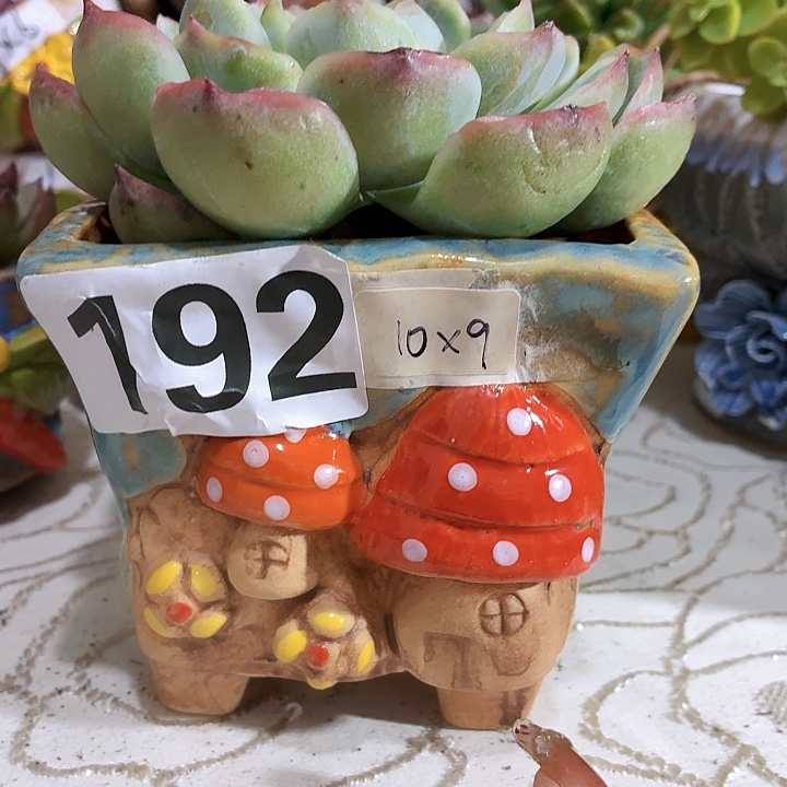 多肉花盆，满15包邮