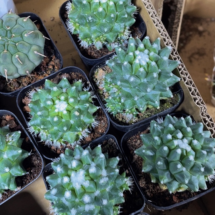 雪糕仙人球带盆土发货