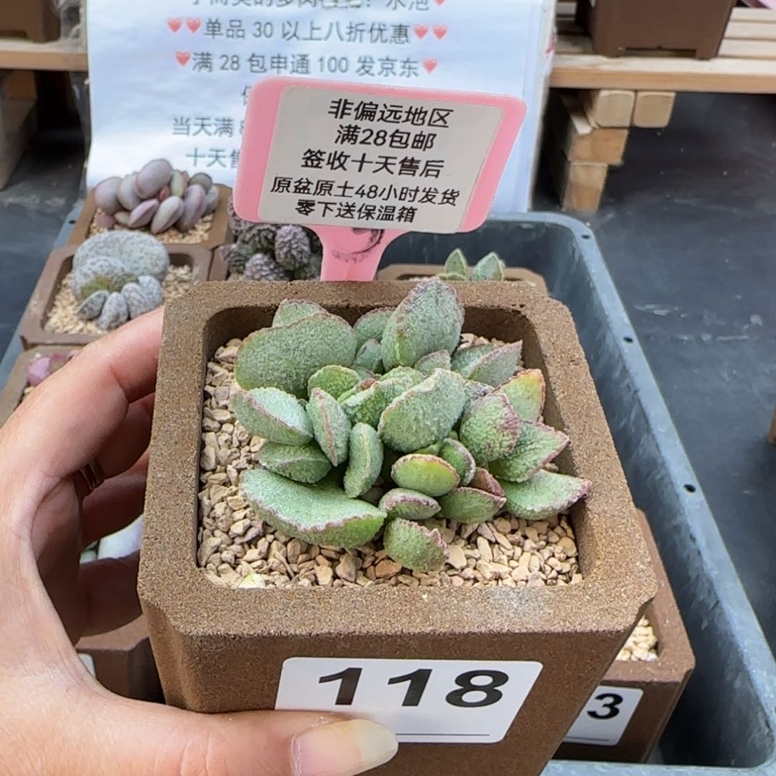 118爱丽丝多肉植物