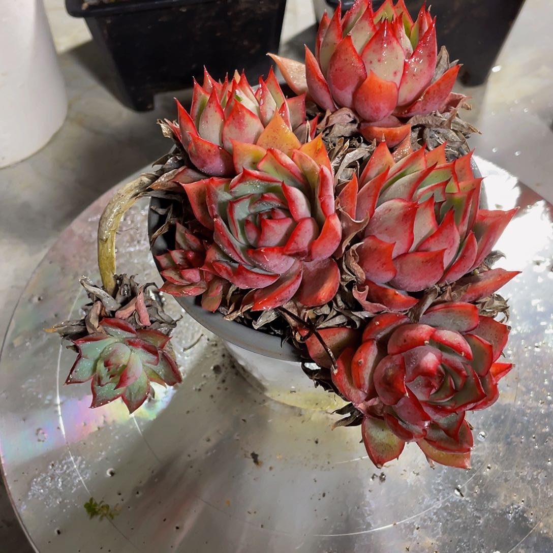 从*宝莲灯多肉植物群