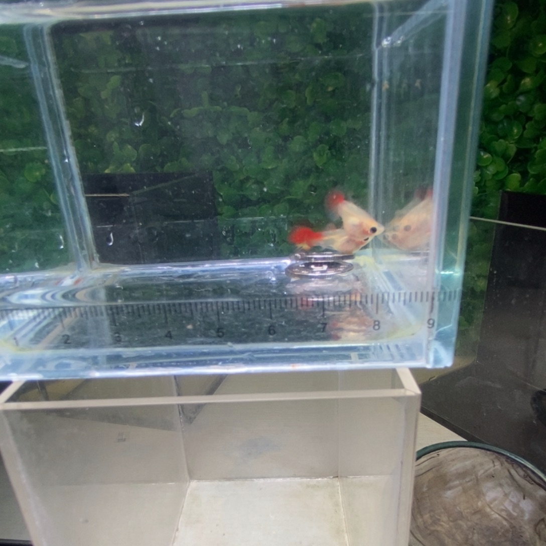 孔雀鱼银河琉璃玻璃猫一对