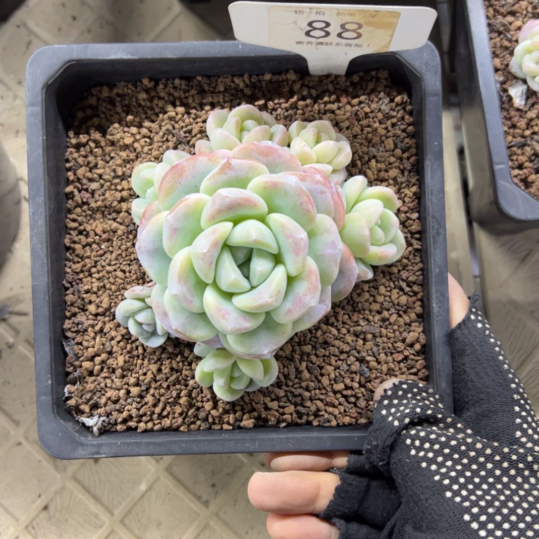 红陶萝*88号多肉植物