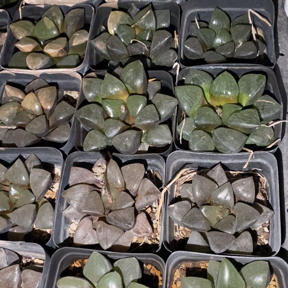 2703 十二卷一颗大日月潭 元旦福利